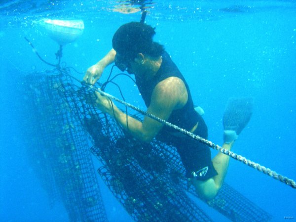 28- Tony attache les paniers sur des lignes a qq metres sous la surface 